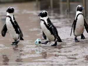 животные 022