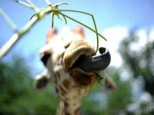 животные 023