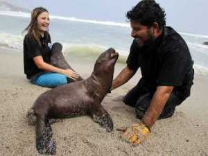 животные 024