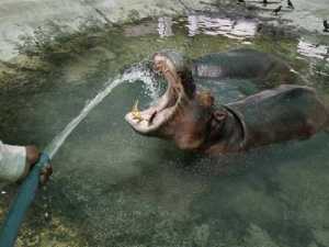 животные 026