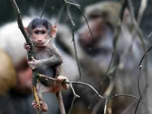 животные 025