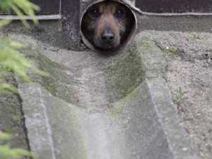 животные 027