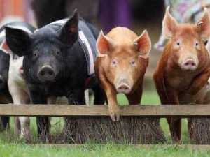 животные 028