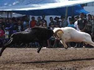 животные 029