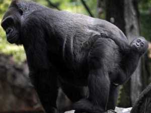 животные 030