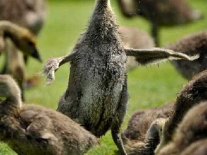 животные 031