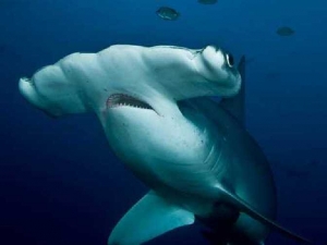 животные 032