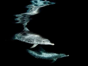 животные 033