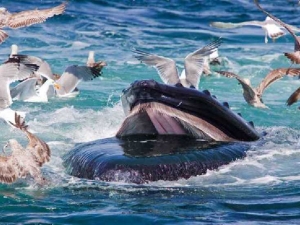 животные 034