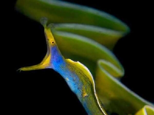 животные 035