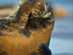 животные 037