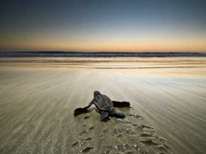 животные 039