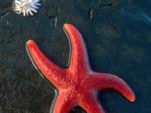 животные 038