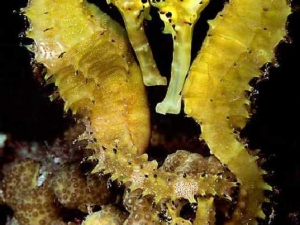 животные 040