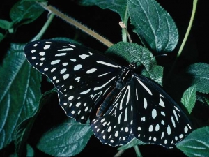 насекомые 042