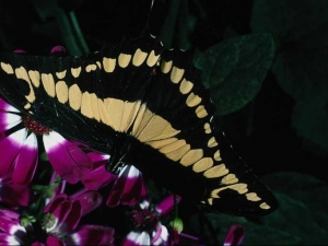 насекомые 043