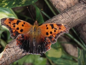 насекомые 044