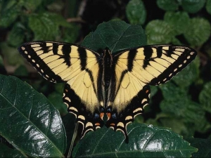 насекомые 045