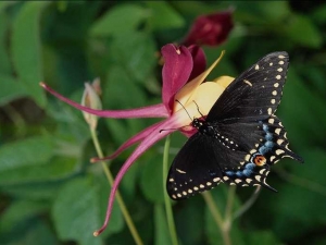 насекомые 046