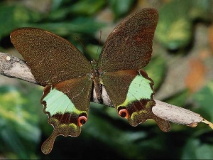 насекомые 047