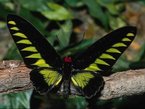 насекомые 048