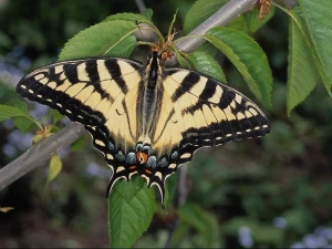 насекомые 049