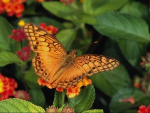 насекомые 050