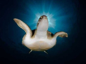 животные 041