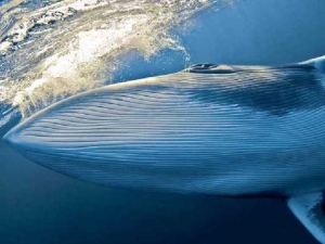 животные 042