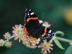 насекомые 051