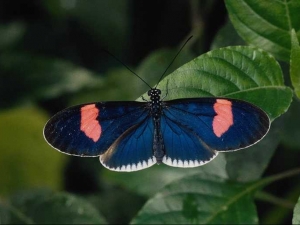 насекомые 052