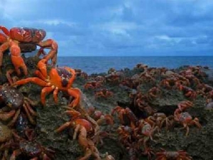 животные 043