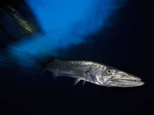 животные 044