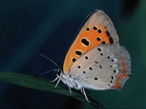 насекомые 053