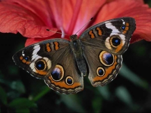 насекомые 054