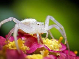 насекомые 055