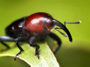 насекомые 056