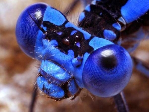 насекомые 058