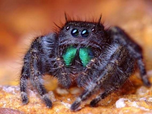 насекомые 057