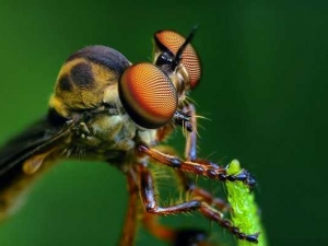 насекомые 059