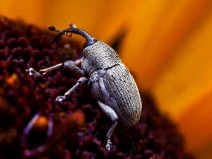 насекомые 060