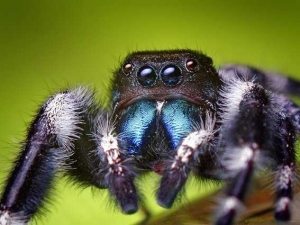 насекомые 061