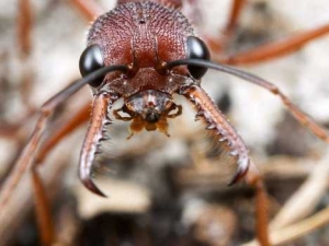 насекомые 062