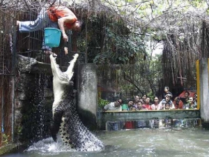 животные 045