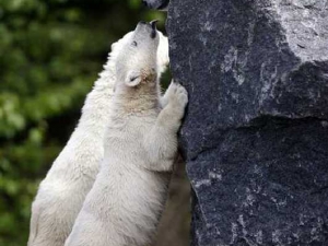 животные 046