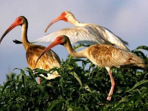 животные 048