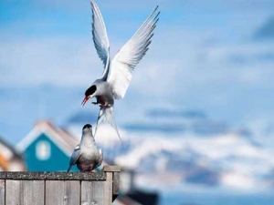 животные 049