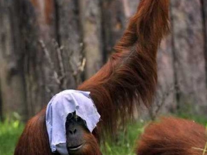 животные 050