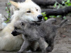 животные 047