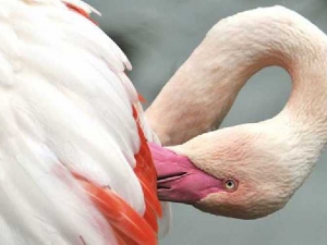 животные 052